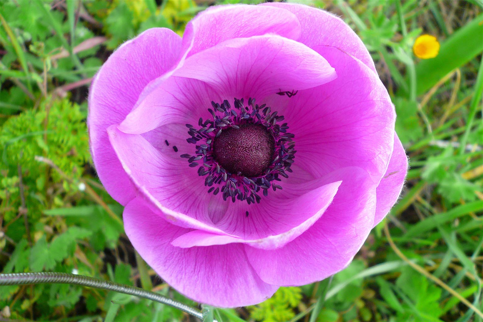 Papaver... No, Anemone coronaria